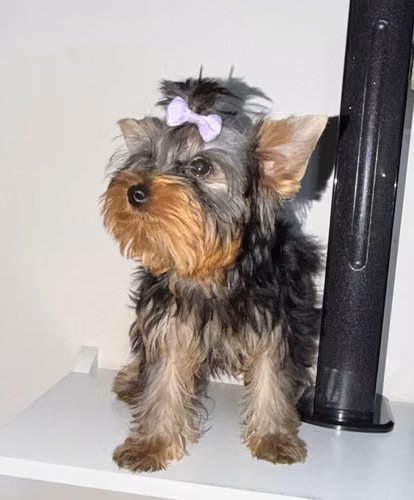 Hermosa yorkie mini - Imagen 3