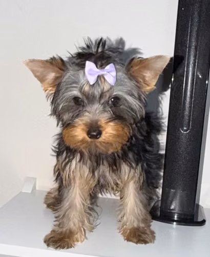 Hermosa yorkie mini - Imagen 4