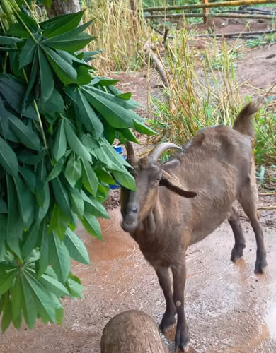 Vendo o intercambio chivo raza Espanola