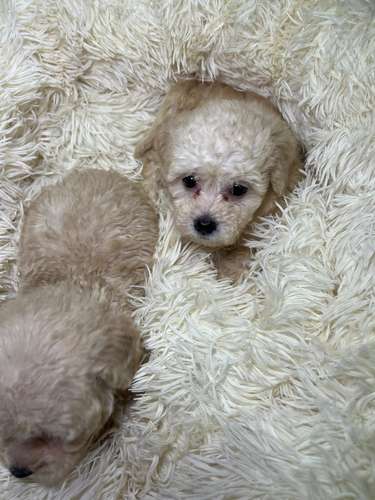 French poodle mini toy. ( importados)