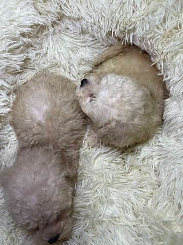 French poodle mini toy. ( importados)