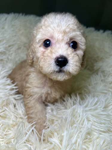 French poodle mini toy. ( importados)