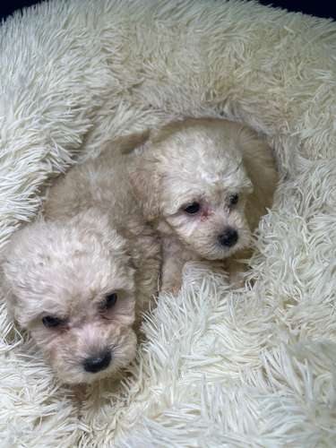 French poodle mini toy. ( importados)
