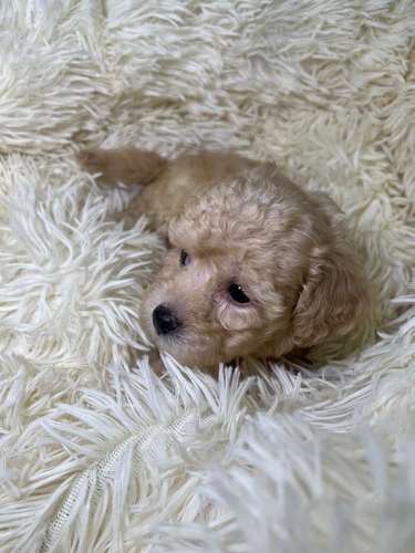 French poodle mini toy. ( importados)