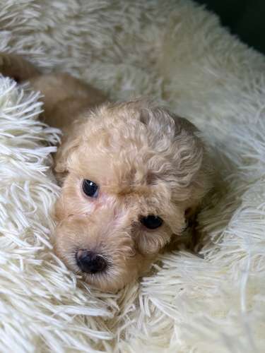French poodle mini toy. ( importados)
