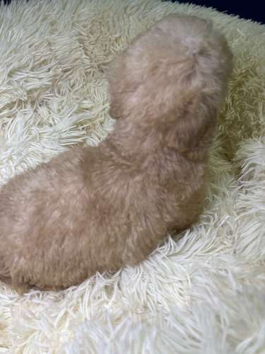 French poodle mini toy. ( importados)