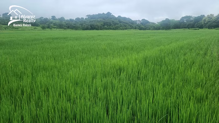 ID# F-0161 Finca en venta para siembra de arroz - Imagen 3