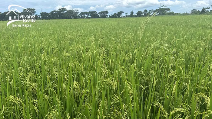 ID# F-0161 Finca en venta para siembra de arroz - Imagen 6