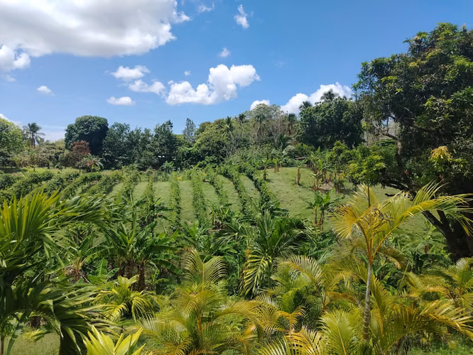 Finca grande para desarrollar aprovechando el nuevo corredor de playas - Imagen 6