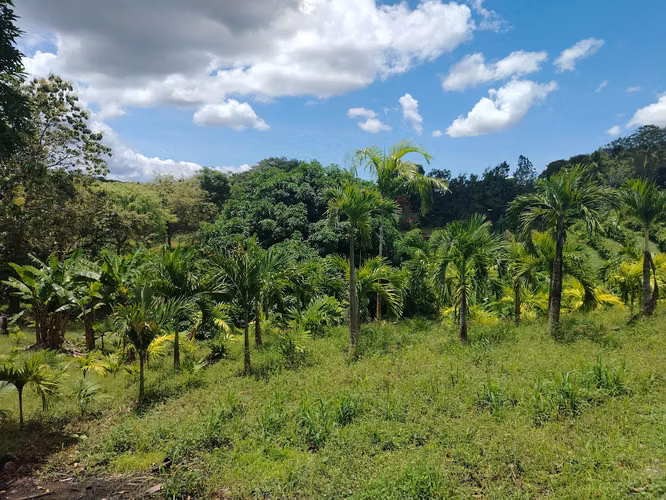 Finca grande para desarrollar aprovechando el nuevo corredor de playas - Imagen 3