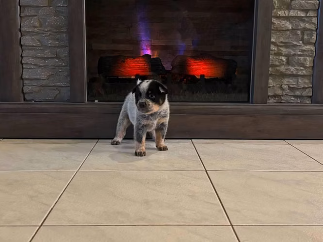 Cachorros Blue Heeler | Pastor Ganadero Australiano - Imagen 4