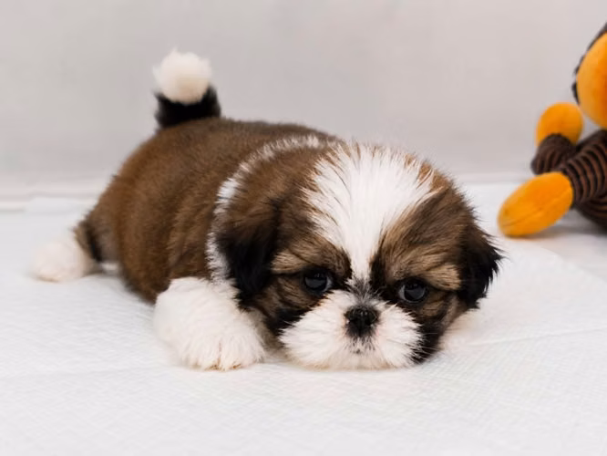 3 machitos Shih tzu 100% puros - Imagen 5