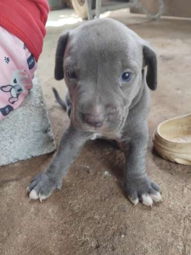 PITBULL  blue