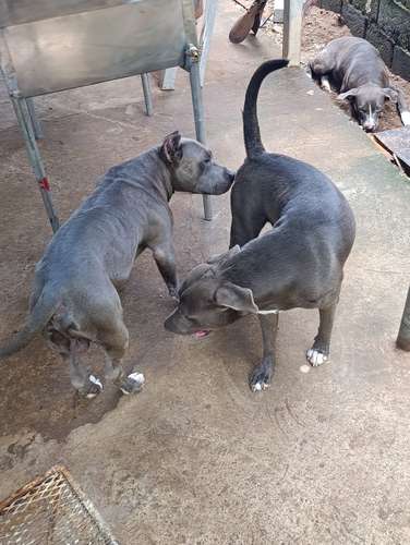 PITBULL  blue