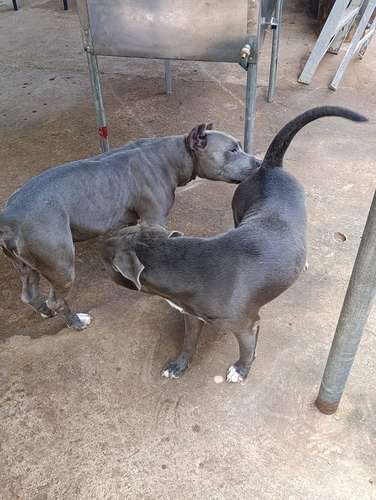 PITBULL  blue