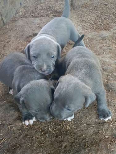 PITBULL  blue