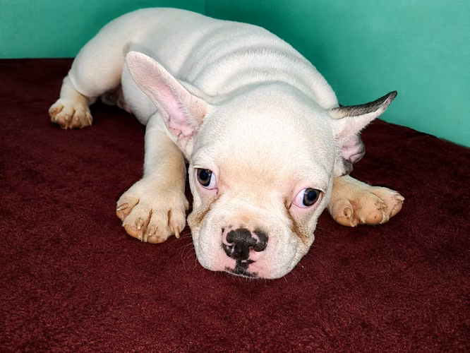 Exóticos bulldog francés linaje Premium