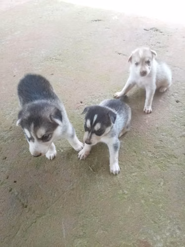 Husky Siberianos Puros - Imagen 4