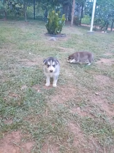 Husky Siberianos Puros - Imagen 2