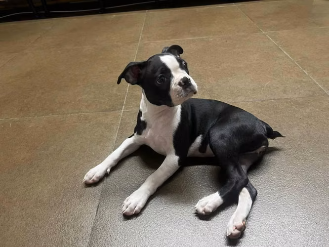 Hermosa cachorrita busca un hogar amoroso - Imagen 2