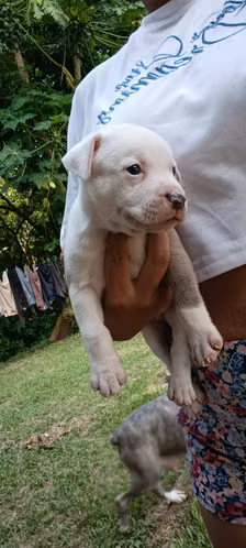 Pitbull - Imagen 4