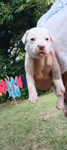Pitbull - Imagen 2
