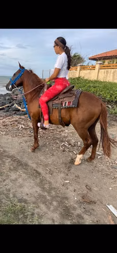 Caballo - Imagen 4