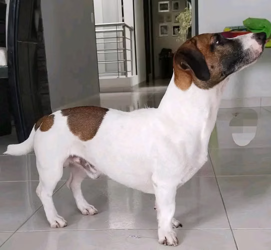 se venden cachorros jack russell - Imagen 6