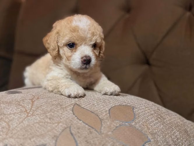 Hermoso french poodle apricot con su tarjeta - Imagen 5