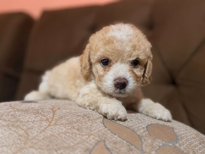 Hermoso french poodle apricot con su tarjeta - Imagen 4