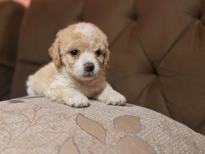 Hermoso french poodle apricot con su tarjeta - Imagen 6
