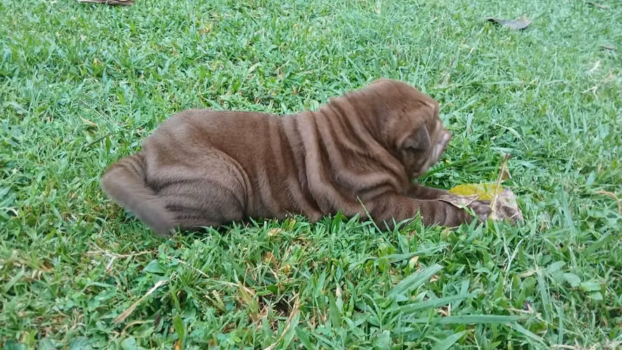SHARPEI - Imagen 6