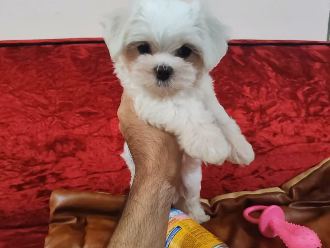 Perrito maltes macho Puro - Imagen 3