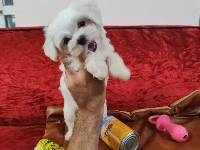 Perrito maltes macho Puro