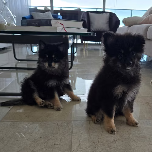 VENDO CACHORROS POMERANIAN