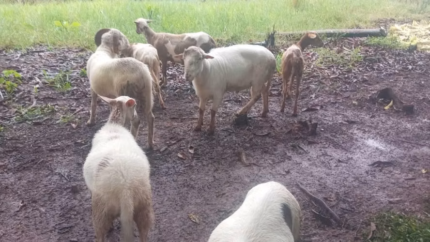 Corderos, ovejas, carneros, chivos, cabras