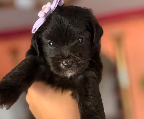 Hermosa hembrita maltipoo con su tarjeta de vacuna - Imagen 3
