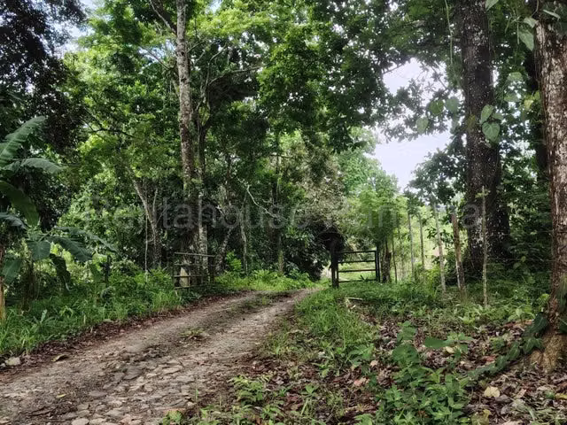 Venta finca agro-ganadera Gatuncillo, Colón 26GC8679