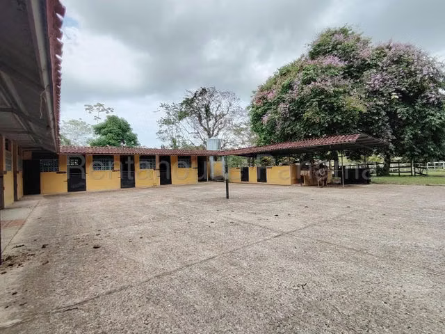 Venta finca agro-ganadera Gatuncillo, Colón 26GC8679