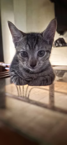 Regalo preciosos y bellos gatitos *solo Chiriquí* - Imagen 2