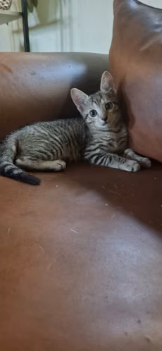 Regalo preciosos y bellos gatitos *solo Chiriquí* - Imagen 3