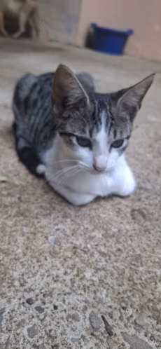 Regalo preciosos y bellos gatitos *solo Chiriquí* - Imagen 6