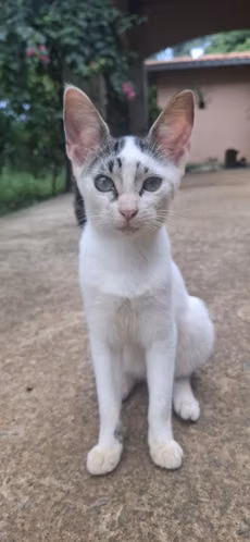 Regalo preciosos y bellos gatitos *solo Chiriquí* - Imagen 4