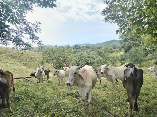 FINCA DE 3.93 HECTÁREAS EN OCÚ, HERRERA – IDEAL PARA INVERSIÓN, GANADERÍA O PROYECTO CAMPESTRE - Imagen 1