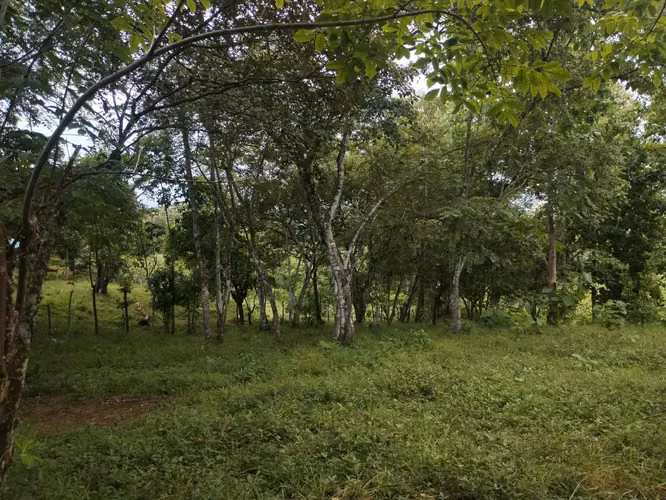FINCA DE 3.93 HECTÁREAS EN OCÚ, HERRERA – IDEAL PARA INVERSIÓN, GANADERÍA O PROYECTO CAMPESTRE - Imagen 2