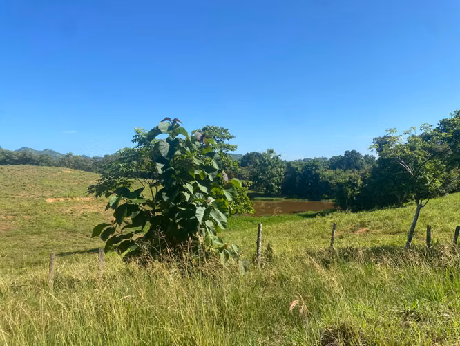 Finca en Venta – 1,119 Hectáreas Cerca de Soná, Veraguas, Panamá - Imagen 13