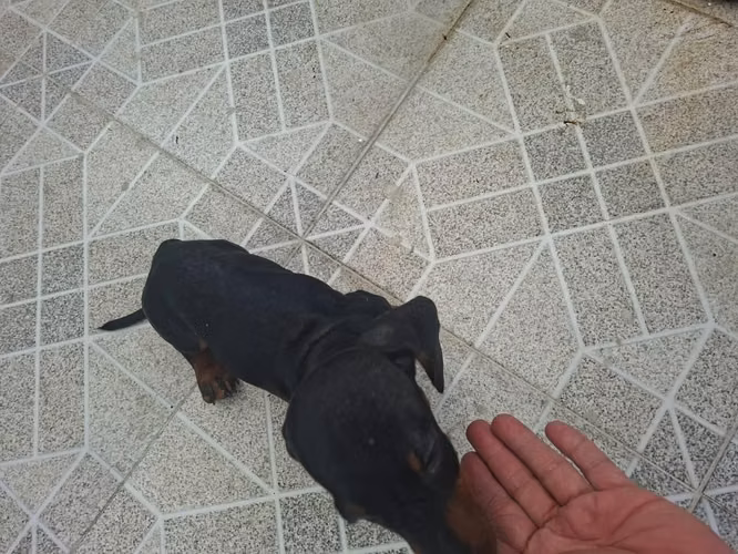 Se vende - Imagen 3