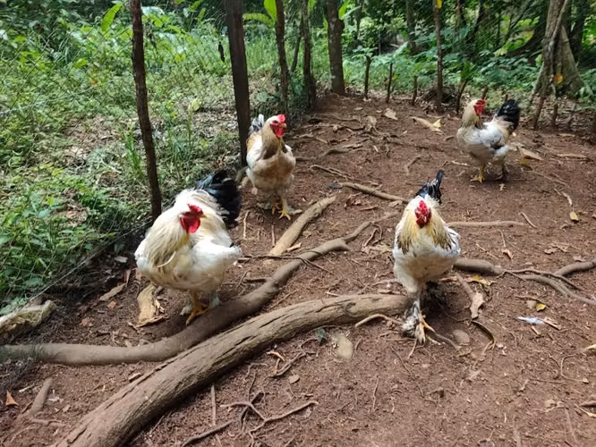 4 GALLOS BRAHAMAN PUROS