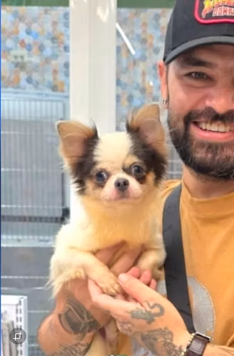 chihuahuas pelo corto merle
