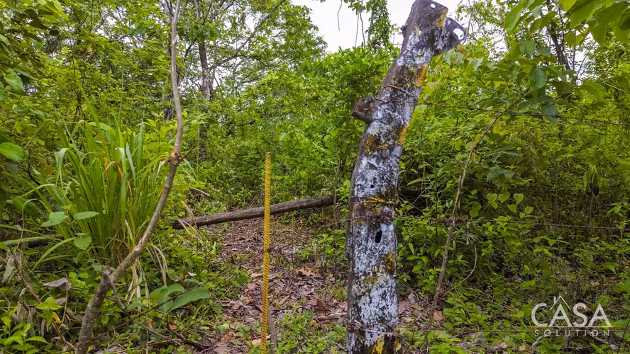 Lote de 1 Hectárea en Venta en Bijagual, Cerrillo, Gualaca, Chiriquí - Imagen 11